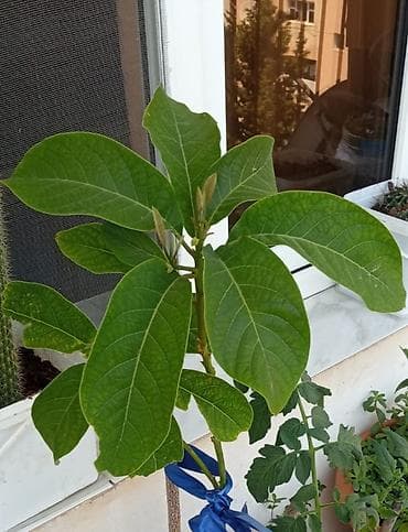gubre: Avokado (Persea americana) fidanı - Növ: Avokado, toxumdan — 1
