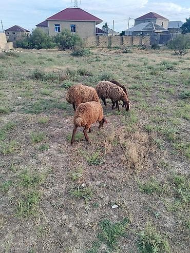 qusar heyvan satışı: Salam. 5 wuzudu biri diwidi 4du erkeydi qiymat birina ayitdi — 2