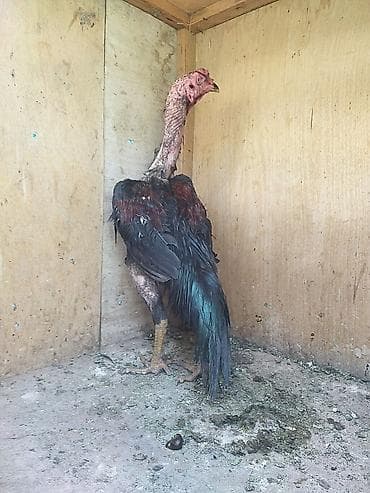 Döl kimi satılır qiymet söndü lalafo.az -da Döl kimi satılır qiymet söndü