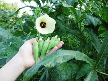 gul toxumlari: Minimum 0,400 kq satılır Bamiyə toxumu faydalarını saymaqla bitməz — 4