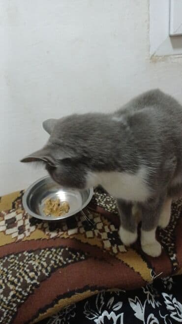 ağ toyuq: Yaxşı əllərə — 2