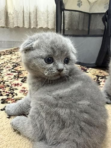 pisik balası: Şotland yastı qulaq, Dişi — 1