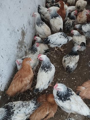 Toyuq, Ətlik lalafo.az -da Toyuq, Ətlik