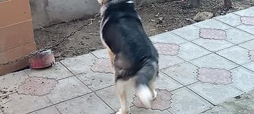 xaski sekilleri: Xaski, 6 ay, Erkek, Ünvandan götürmə — 3