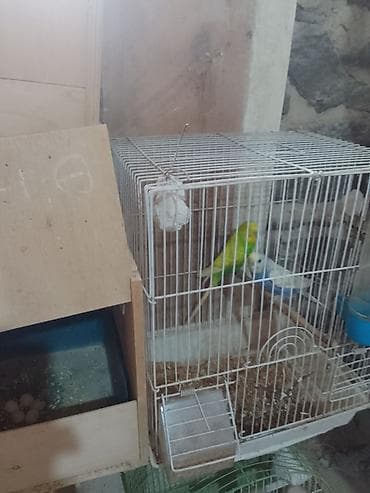 Qəfəs və şəkil görünənlərlə birgə satılır hazır cüt altında 5