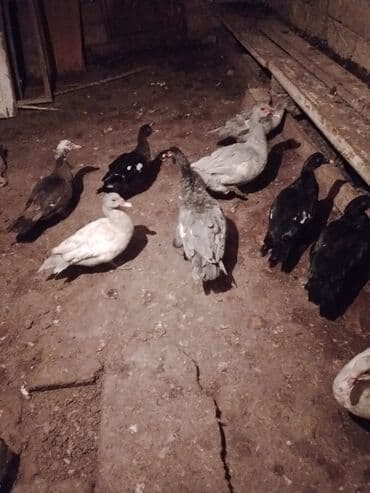 Lal prdəy yumurtaları macar sortu hal hazırda 10dənə var təzə düşüb