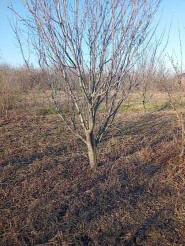 Аренда участков: 8 соток, Для сельского хозяйства, Собственник, Купчая — 3
