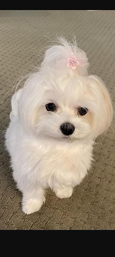 İtlər: Malta bolonka, 3 ay, Dişi, Peyvəndli — 1