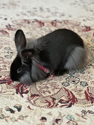 balaca heyvanlar: Dekorativ ev dovşanı və qəfəs dəsti - Cins: uzun tüklü dekorativ — 4