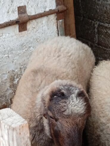 cins inekler azerbaycanda: Qoyun – ət və yun istiqamətli - Cins tipi: yerli qarışıq tip — 3