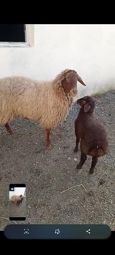 İtlər: Məhsul: Qoyun və quzu cütü Təsvir: - Ana qoyun uzun, qalın və dalğalı — 1