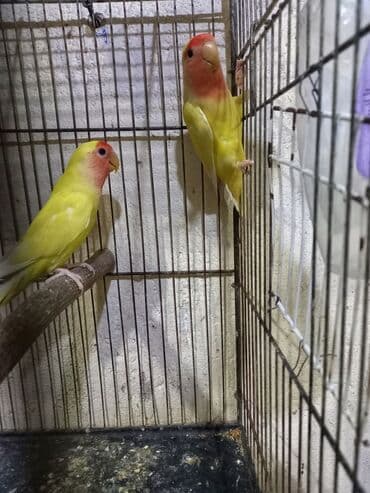 Hazır nerazluçniklər satılır. Hal hazırda yuva qururlar. Sağlam iri
