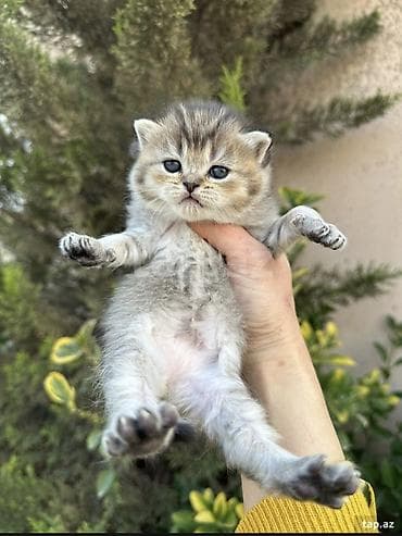 anqor pişik: Şotland yastı qulaq — 6