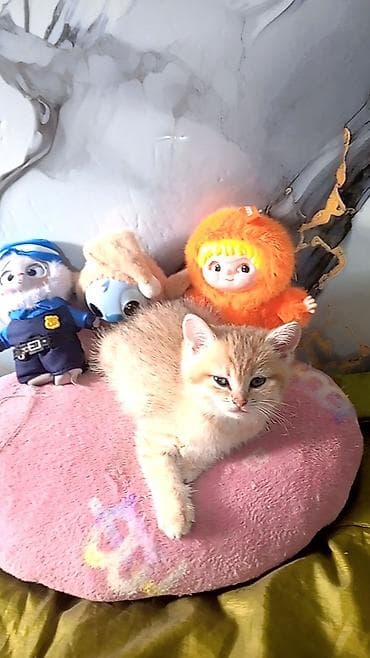 ag pisikler: Britan — 2