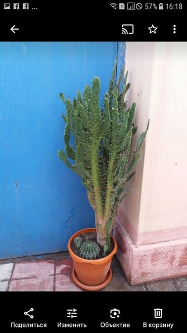 maraqlı pişik şəkilləri: Продаю отростки .Пышное растение из семейства кактусовых. Цветет — 2