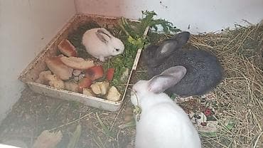 qara avstraloq: Müxtəlif rənglərdə olan dovşanlar təklif olunur. Ağ, qara və balaca ağ — 1