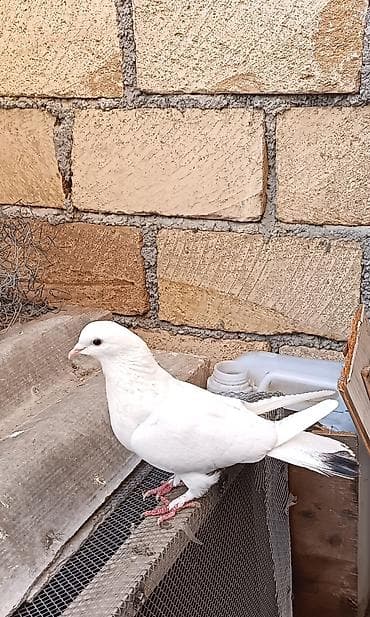 yarasa yuvası qiymeti: Salam.ag maya satilir. Tam saglam heyvandi ünvan şəki qiraga — 1