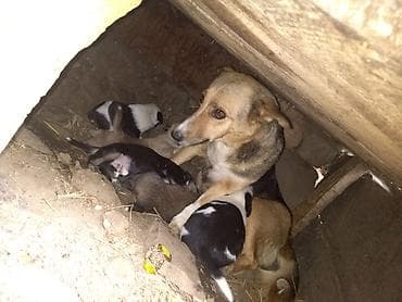 kənd təsərrüfatı heyvanları: Dişi — 1