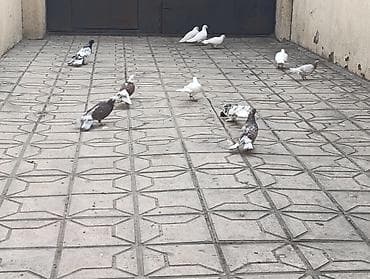 karella quş: Göyərçinlər satılır –tek cüt fərqi yoxdur kim görerem olsa münasib — 1