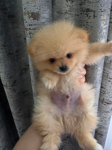 отдам хаски в добрые руки: Pomeranian (Spitz) balası - Rəng: krem/şam rəngi - İncə, yumşaq — 3