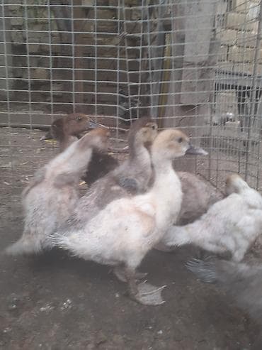 golden retriver it: Erkək, | Macar, Damazlıq, Ünvandan götürmə — 3