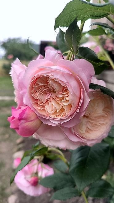 bagban isi axtariram: Bağban, 50 yaş, 5 ildən artıq təcrübə — 1