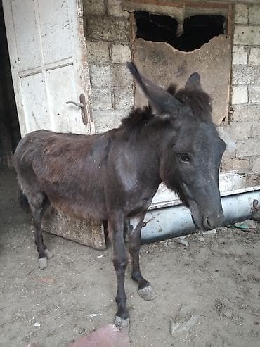 mal qara: Qara rəngli eşşək - Rəng: tünd qara-qonur tonlarda - Bədən quruluşu — 1