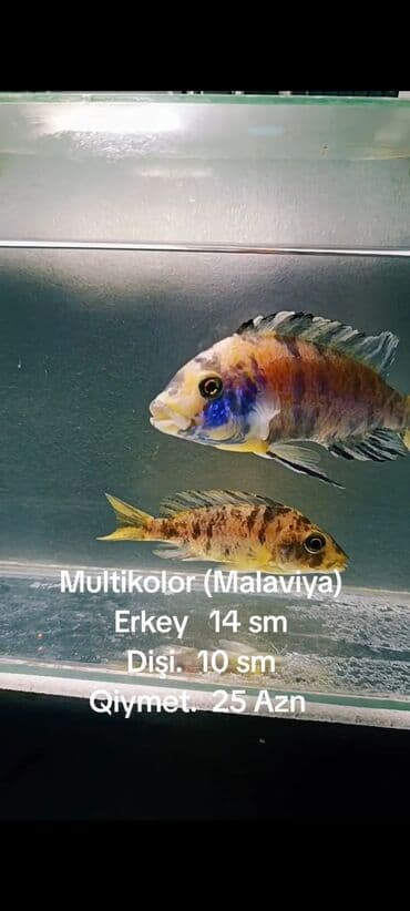 baliqlarin qiymeti: Multikolor (Malaviya). Erkey. 14. sm. Dişi. 10 sm. Qiymet. 25 — 2