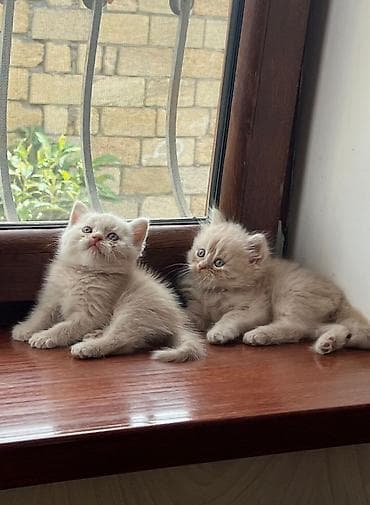 mingəcevir pişik: Şotland — 1