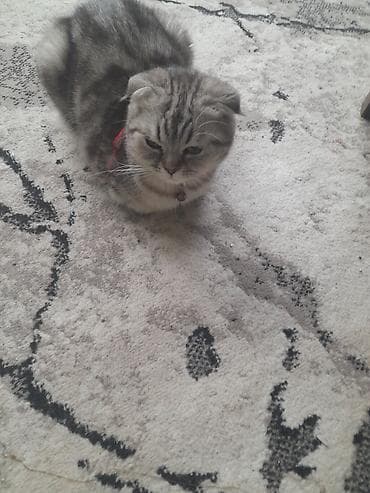 Şotland yastı qulaq, Dişi, Ünvandan götürmə — 3