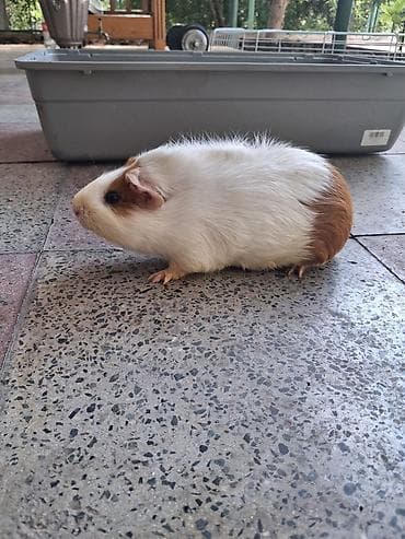 Meşəyə bənzər ağ-qəhvəyi rəngli gvineya donuzu (guinea pig) - Növ
