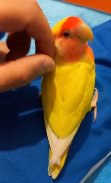 собака в добрые руки баку: Növ: Sevgi quşu (Agapornis) Rəng: Parlaq sarı bədən, qarın tərəfi açıq — 2