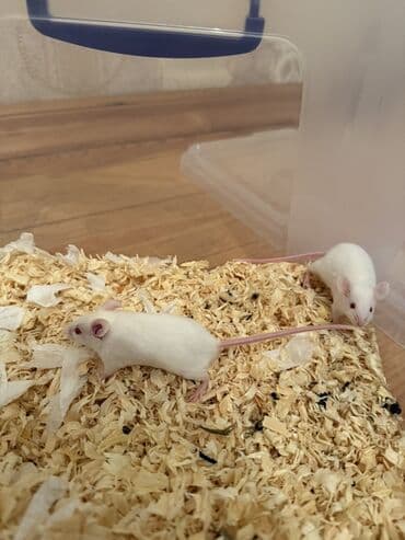 Akvariumlar: Tecili satıram!! İksi 15 manata Ağ rəngli dekorativ siçanlar - — 2