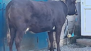 balalı inək: Birinci qarına düyə di təmiz qan smentaldı martın axırda doğacaq — 1