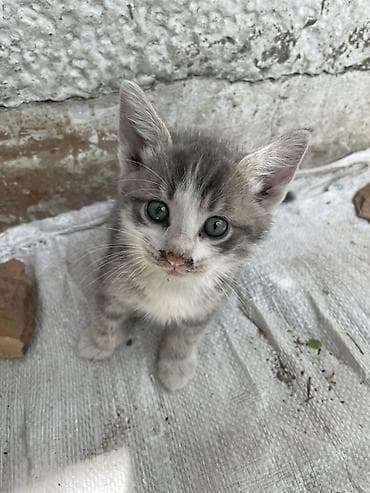 ucuz pisik satisi: Yaxşı əllərə, Pulsuz çatdırılma — 4