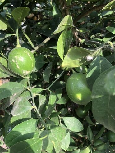 limon ağaçları: Məhsul: Limon ağacı (meyvəli, dekorativ kollu forma) Suvelanda aciq — 3