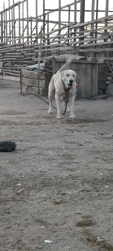 Alabay, 3 il, Dişi, Peyvəndli, Ünvandan götürmə