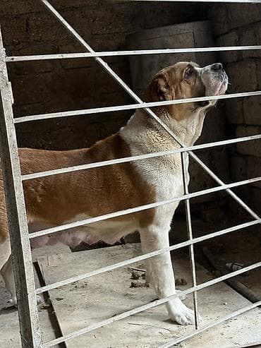 alabay itlerin satisi: Alabay, Dişi — 3