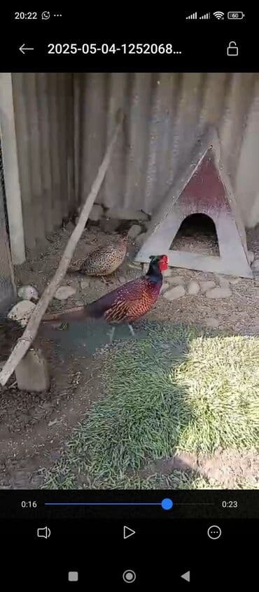 geref quşu: Esil Qafqaz qirqovulu unvan Gence basqa nov wirqovularda var keklik — 1