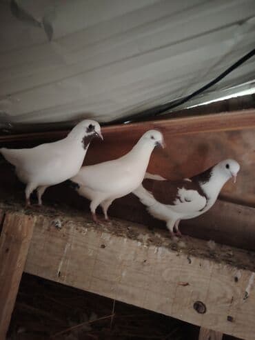 maraqli qus adlari: Cins göyərçinlər dəsti - Rənglər: ağ, ağ-qəhvəyi qarışıq — 2