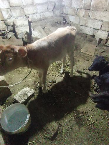 balaca ev itləri: 21 günlük di simetal dana dişi di qiymət 800 manat — 1