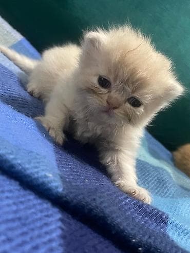 pişiy: Şotland uzun tüklü — 2