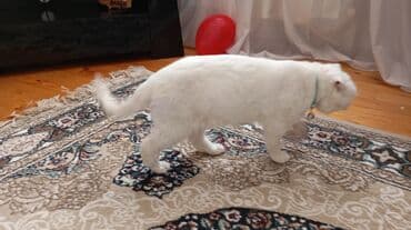 Heyvanlar üçün mallar: Şotland yastı qulaq — 2