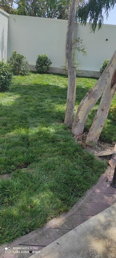 Toxumlar: Qazon sifarişi danimarka toxumuylə əkilən qazondu vila parklar uçun