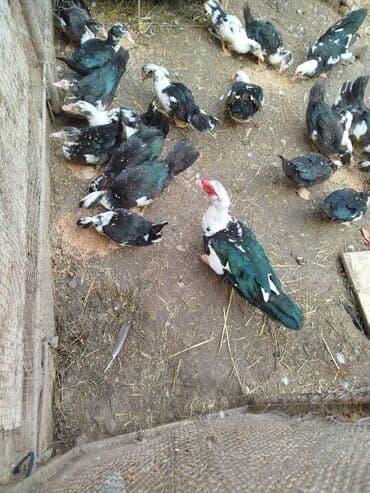 cins ineklerin qiymeti: Самец, | Lal ordek, Для мяса, Самовывоз — 2