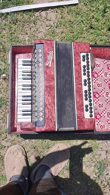 Akustik Akkordeon — 1