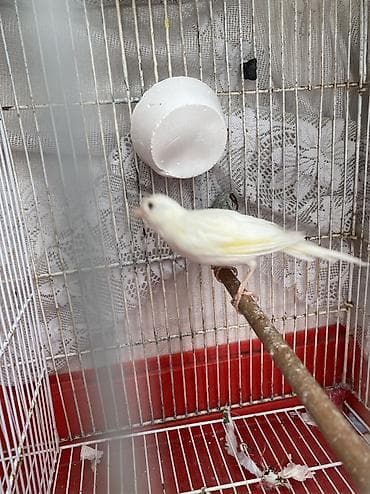 bulbul kanareyka: Erkek disi istiyen olsa hazir cutduler qefes qarisiq 170manat qefesis — 10