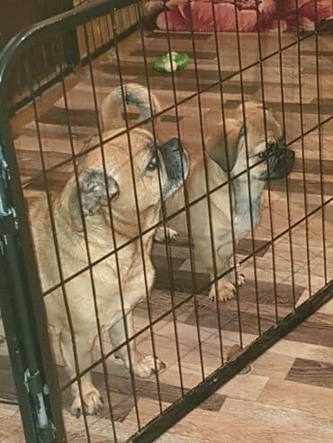 Информатика: Balaca ölçülü ev iti – qısa tüklü, qum rəngli, qara burunlu. Kompakt — 2