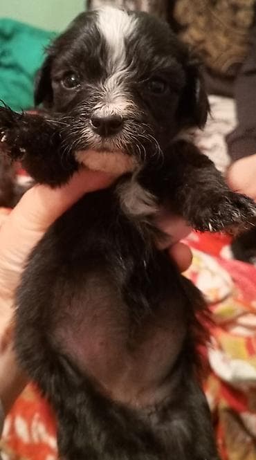 ev quslari: Pudel — 1