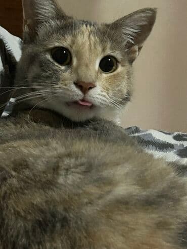 покупка собак в баку: Самка, В добрые руки — 1